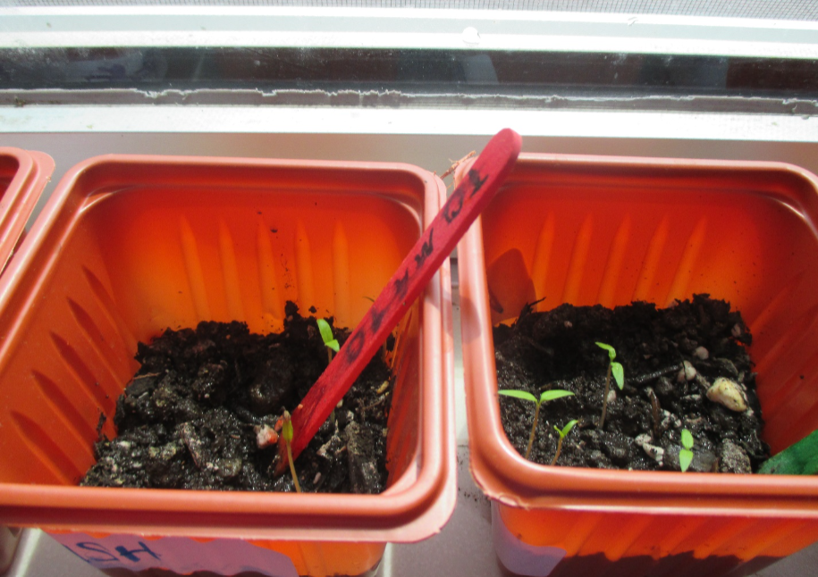Classroom Garden soil pots
